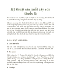 Kỹ thuật sản xuất cây con thuốc lá