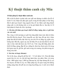 Kỹ thuật thâm canh cây Mía