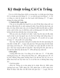 Kỹ thuật trồng Cải Củ Trắng