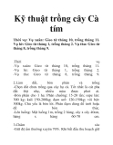 Kỹ thuật trồng cây Cà tím