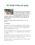 Kỹ thuật trồng cây gừng