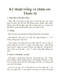 Kỹ thuật trồng và chăm sóc Thuốc lá