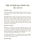 Một số bệnh hại chính trên cây cao su