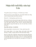 Nhận biết tuổi Rầy nâu hại Lúa