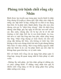 Phòng trừ bệnh chổi rồng cây Nhãn