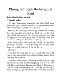 Phòng trừ bệnh Bò hóng hại Xoài