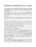 Phòng trừ bệnh hại cây cà phê