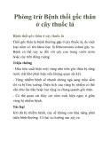 Phòng trừ Bệnh thối gốc thân ở cây thuốc lá