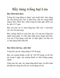 Rầy lưng trắng hại Lúa