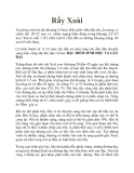 Rầy Xoài
