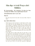 Sâu đục vỏ trái Prays citri Milliire