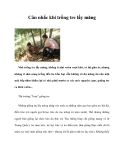 Cân nhắc khi trồng tre lấy măng