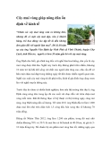 Cây mai vàng giúp nông dân ổn định về kinh tế“