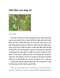 Nhớ lắm rau móp ơi!