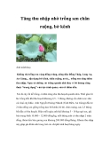 Tăng thu nhập nhờ trồng sen chân ruộng, bờ kênh