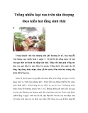 Trồng nhiều loại rau trên sân thượng theo kiểu hai tầng sinh thái