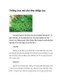Trồng rau má cho thu nhập cao