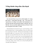 Trồng thành công nấm cẩm thạch