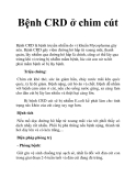 Bệnh CRD ở chim cút