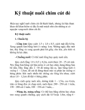 Kỹ thuật nuôi chim cút đẻ