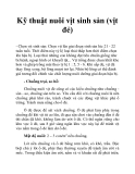 Kỹ thuật nuôi vịt sinh sản (vịt đẻ)