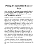 Phòng trị bệnh thối thân cây bắp