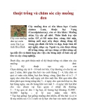 thuật trồng và chăm sóc cây muồng đen