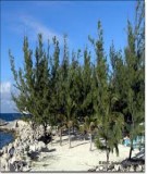 Quy trình kỹ thuật trồng rừng phi lao (Casuarina equisetifolia Forst)