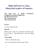 Bệnh thối loét cá chua (Bacterial canker of tomato)