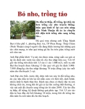 Bỏ nho, trồng táo