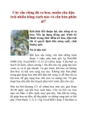 Cây sầu riêng đã ra hoa, muốn cho đậu trái nhiều bằng cách nào và cần bón phân gì?