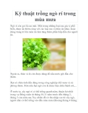 Kỹ thuật trồng ngò rí trong mùa mưa