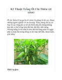 Kỹ Thuật Trồng Ớt Chỉ Thiên (ớt xiêm)