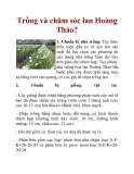 Trồng và chăm sóc lan Hoàng Thảo?