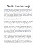 Nuôi chim hút mật