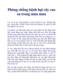 Phòng chống bệnh hại cây cao su trong mùa mưa