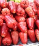 Phòng trừ sâu bệnh trên cây mận