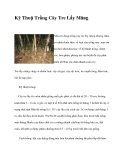 Kỹ Thuậ Trồng Cây Tre Lấy Măng