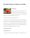 Kỹ Thuật Trồng Và Chăm Sóc Cây Điều