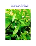 Chế phẩm tăng đề kháng cho gia súc từ cây xuyên tâm liên