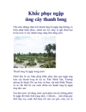 Khắc phục ngập úng cây thanh long