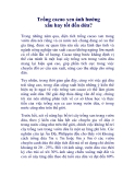 Trồng cacao xen ảnh hưởng xấu hay tốt đến dừa?