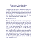 Trồng cao su vùng đất trũng, thấp: Coi chừng vỡ mộng