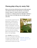 Phương pháp trồng cây mướp Nhật