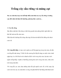 Trồng cây sầu riêng và măng cụt