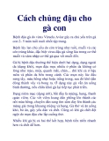 Cách chủng đậu cho gà con