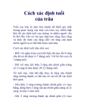 Cách xác định tuổi của trâu