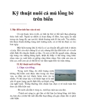 Kỹ thuật nuôi cá mú lồng bè trên biển