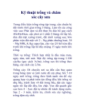 Kỹ thuật trồng và chăm sóc cây sưa