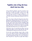 Nghiên cứu trồng lát hoa dưới tán keo dây